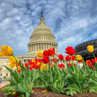 Vibrant tulips in full bloom with the iconic Capitol building in the background, symbolizing the arrival of spring in Washington, D.C.